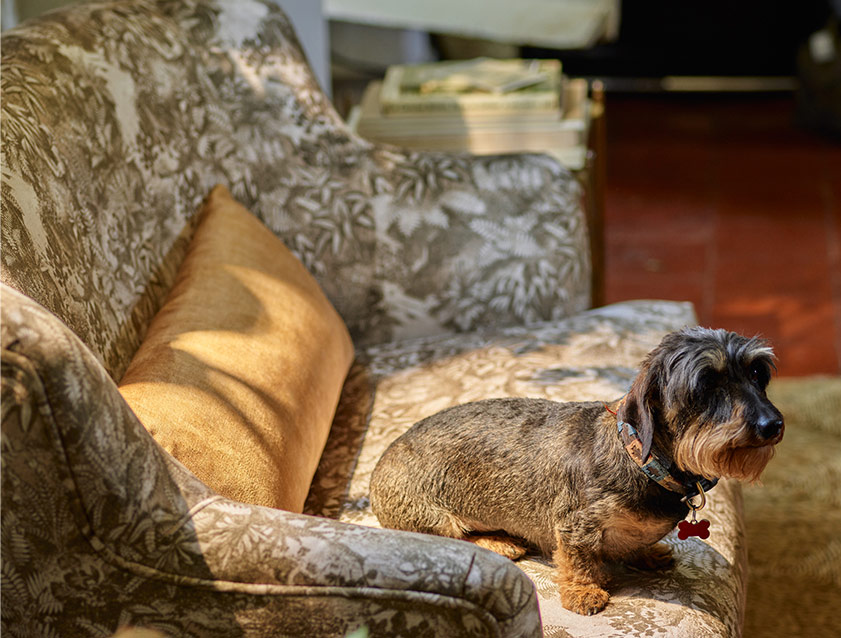 Grassington 2 Seater Sofa in RHS Botanicals on Velvet Ferns Toile Olive with scatter in Almost Plain Velvet Harvest Fabric Detail